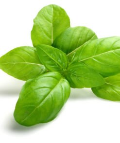 Basil essential oil 10ml