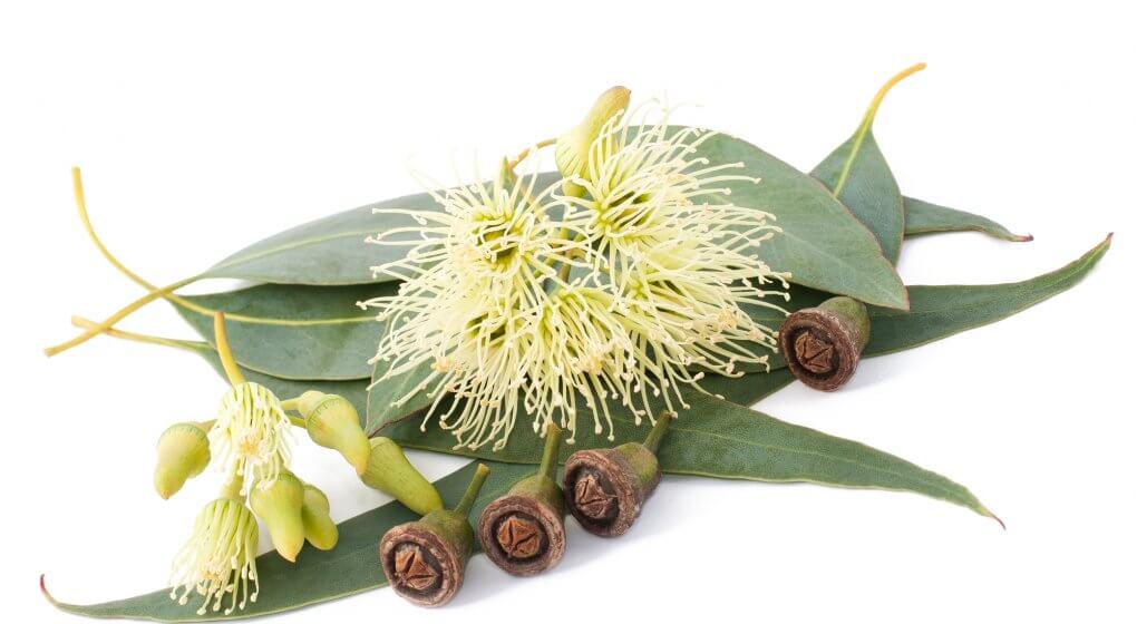 Eucalyptus essential oil 10ml