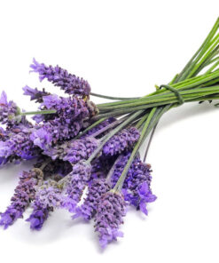 Lavender essential oil 10ml
