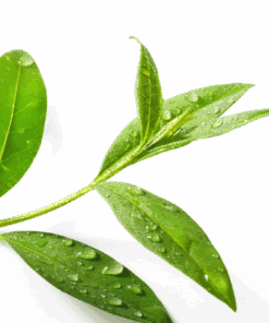 Tea tree essential oil 10ml