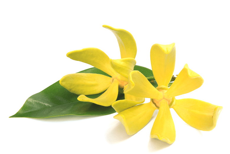 Ylang Ylang essential oil 10ml